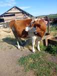 Vaca gestanta de vanzare