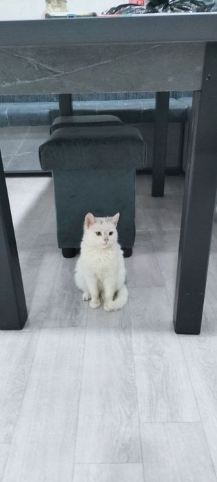 Mushukcha mehribon qõllarga beriladi.