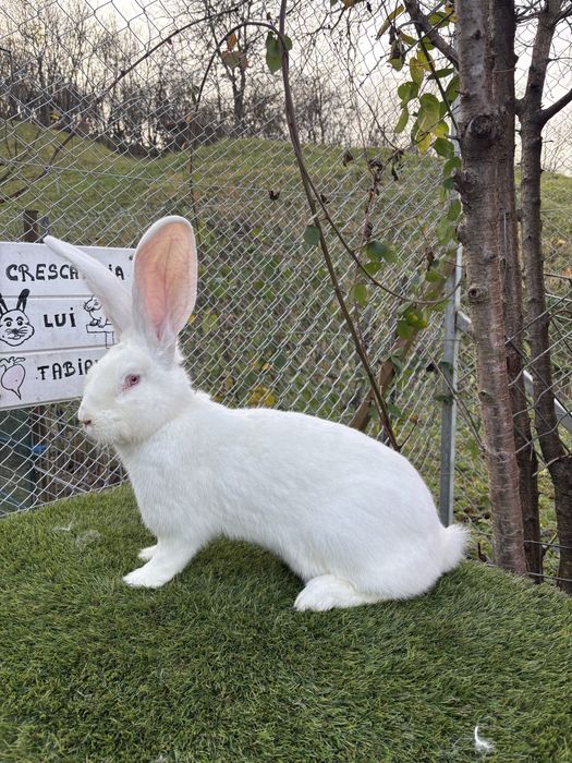 Femela Urias German Alb din Martie