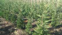 Tuia 170-180 cm -Cel mai frumos gard viu Leylandii (leilandi) Chiparos
