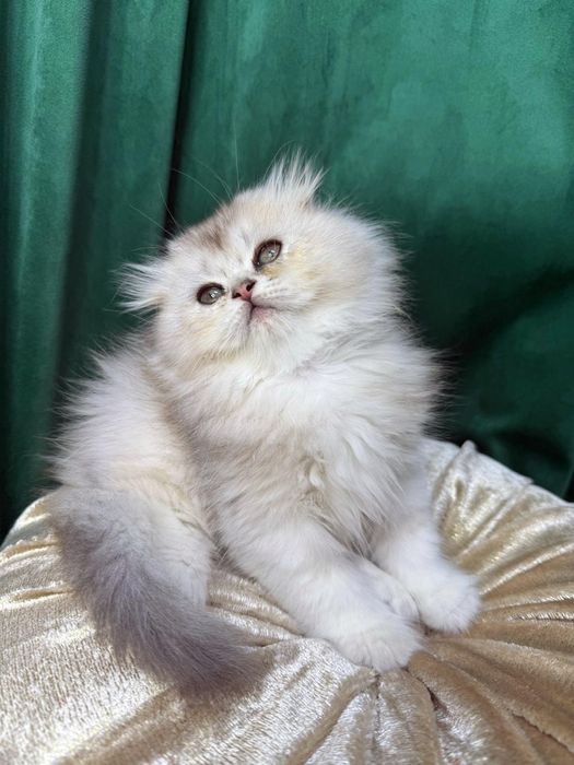 Băiețel Scottish Fold Longhair-culoare rară,superbă