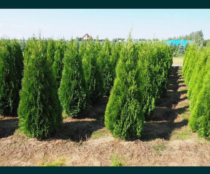 Tuia și plante ornamentale