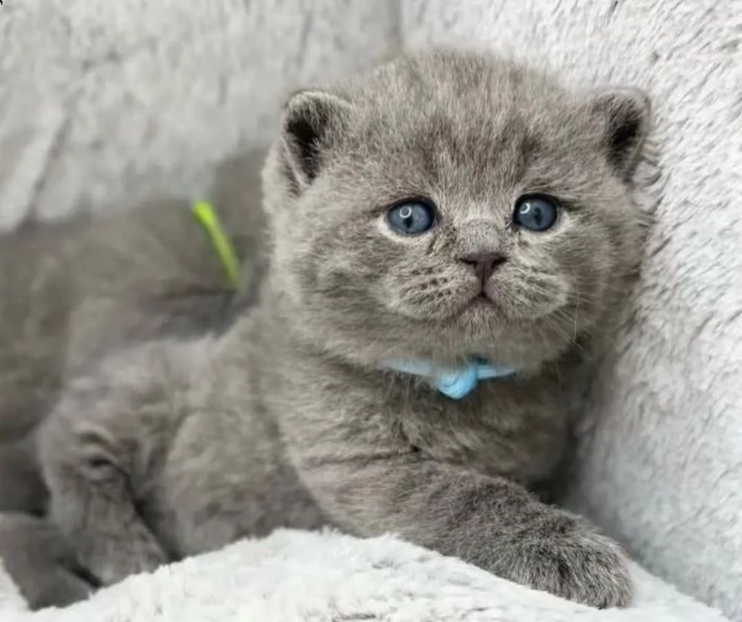 British shorthair