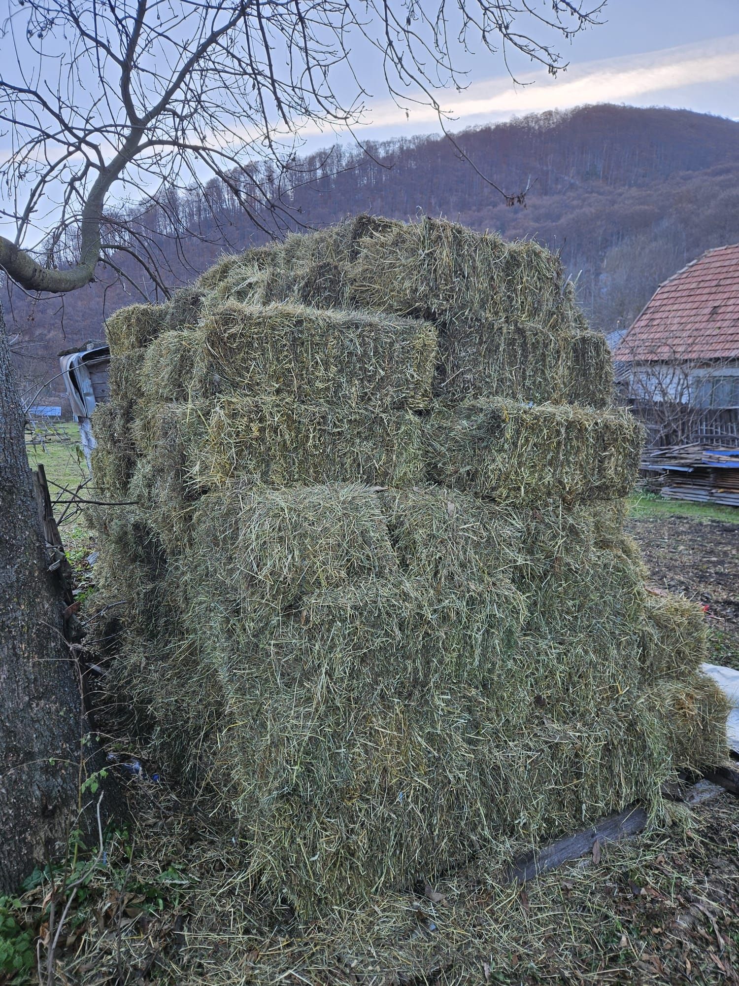 Lucernă fân și otavă baloți sau vrac.