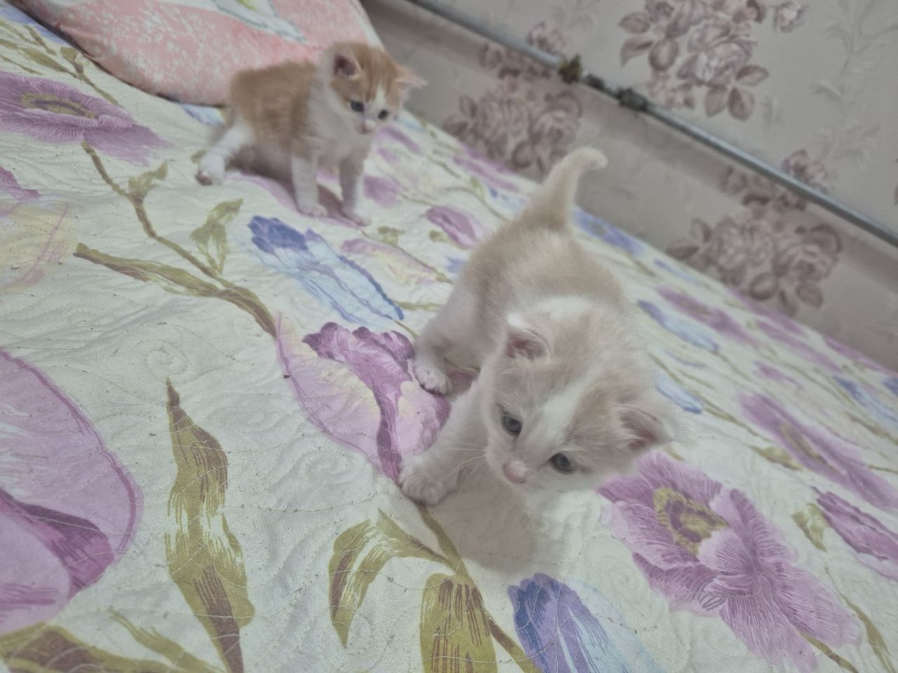 Котята неимоверно красивые