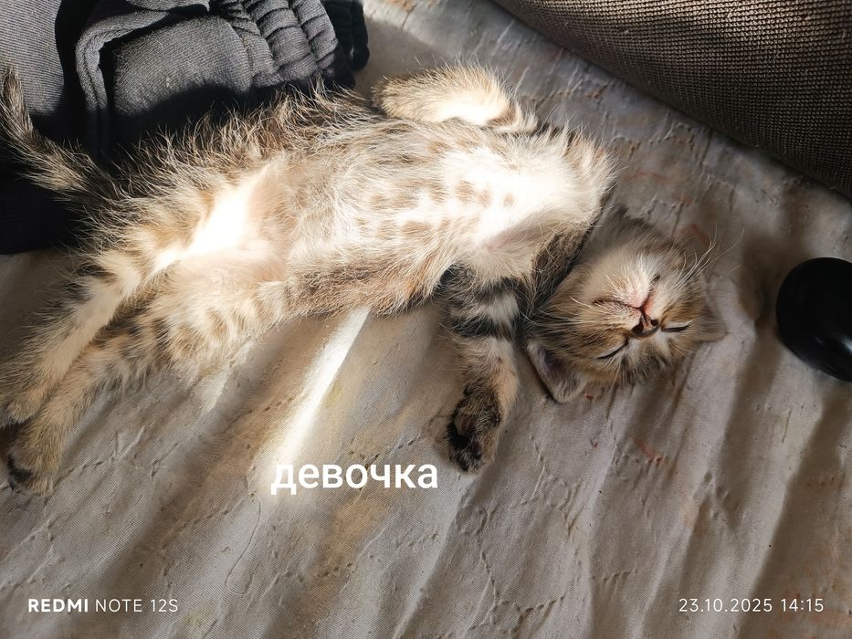 Отдам котят в хорошие руки