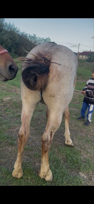 Mânză de un an foarte cuminte semi grea