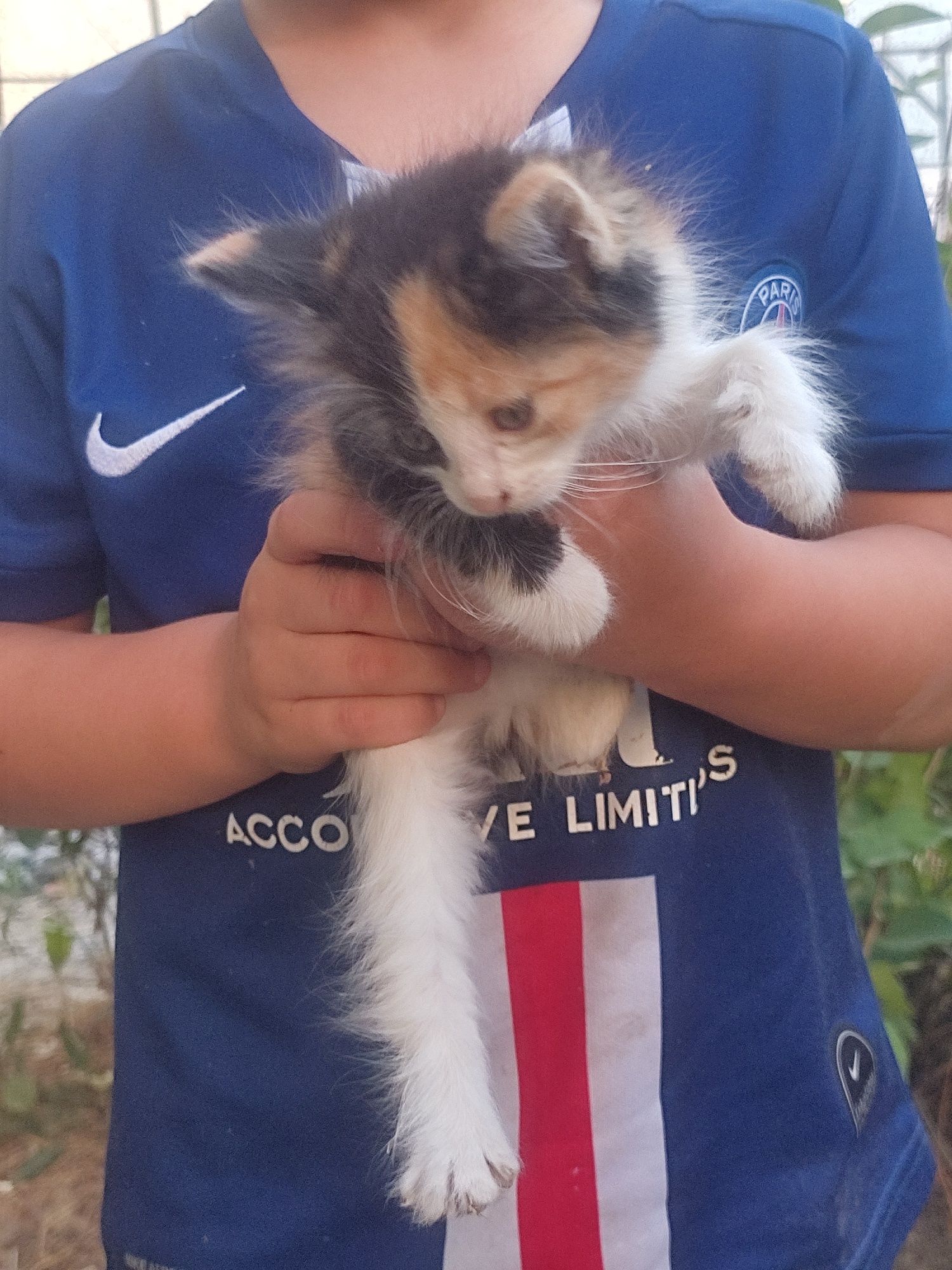 В добрые руки.  4 котенка и один щенок . Пол к сожалению не знаю .