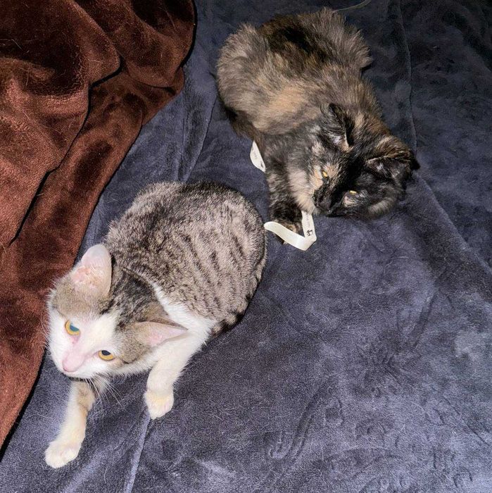 Не просто котёнок — маленькая подруга на всю жизнь