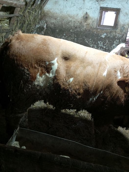 Vând 6 viței de 280_300 kg