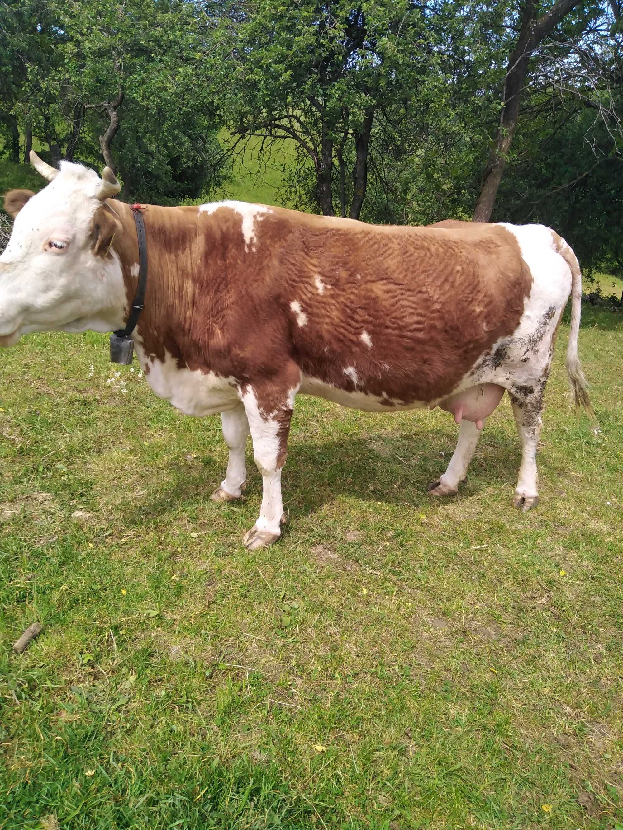 Vaca baltata românească de 5 ani