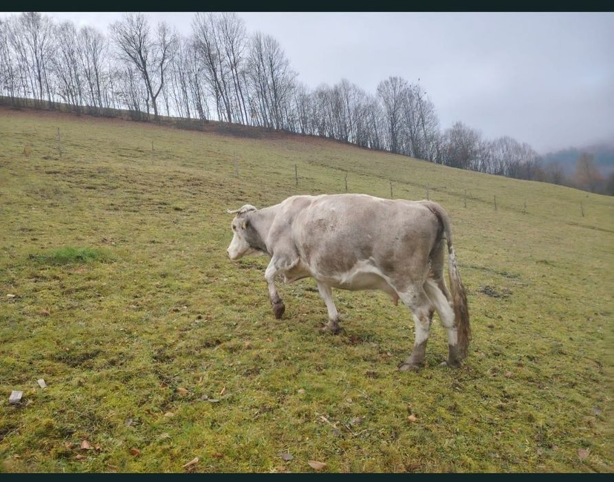 Vând vacă de 6 ani