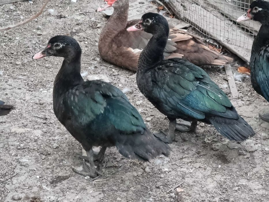 Rate si ratoi lesesti talie mare (linie de expozitie)