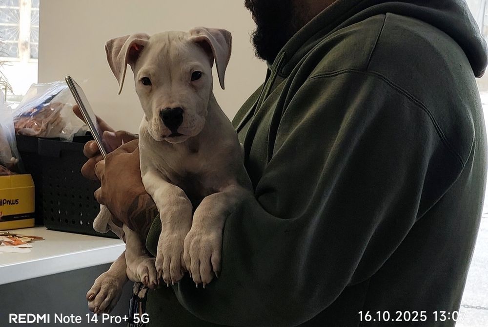 Dog Argentinian Femela