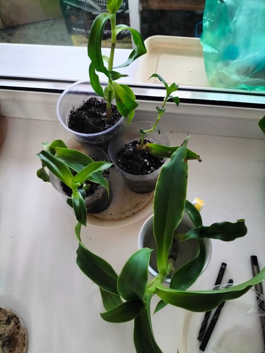 Цветок золотой ус 500 тенге