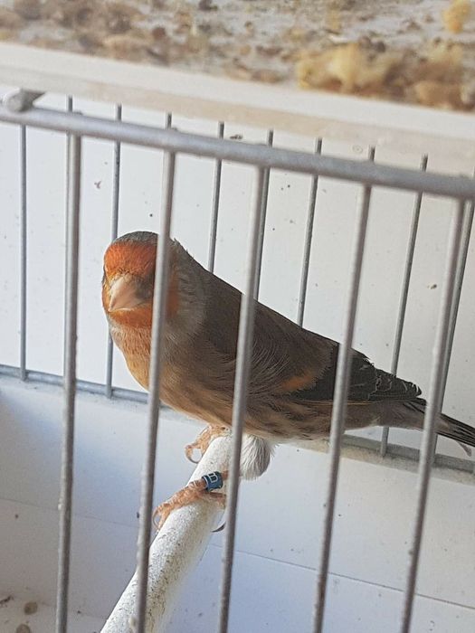 canari tineret,masculi,femele ,hibrizi