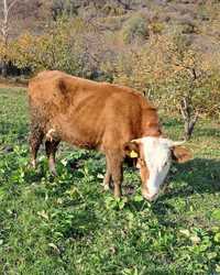 корова с бычком, порода Алатауская