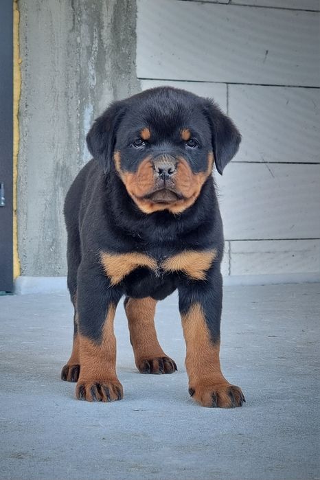 Pui Rottweiler cu pedigree