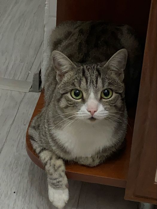 Отдам кота, в добрые руки.