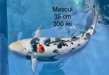 Crapi koi dimensiuni mari 35cm sau 50 cm
