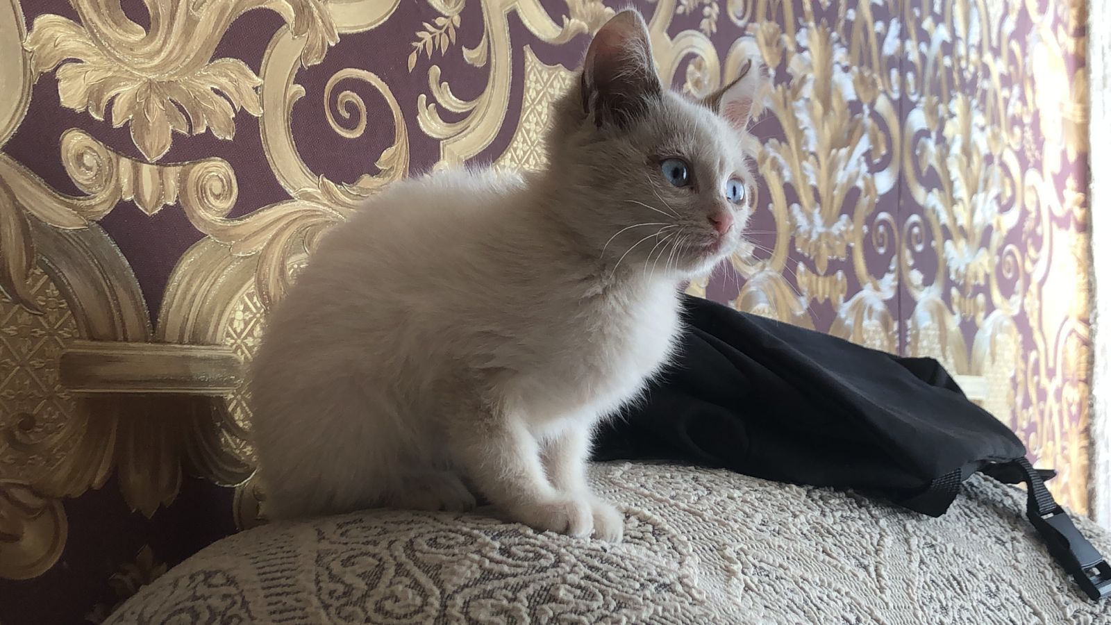 Котёнок бесплатно