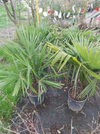 palmieri trachycarpus rezistenti la ger