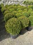Buxus,Enuper pe tija,Cedu,Spirala Leyandi si multe altele