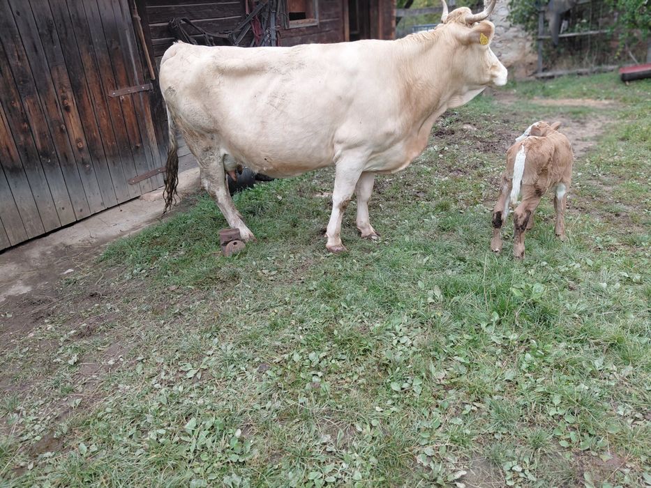 Vaca de vanzare buna de lapte