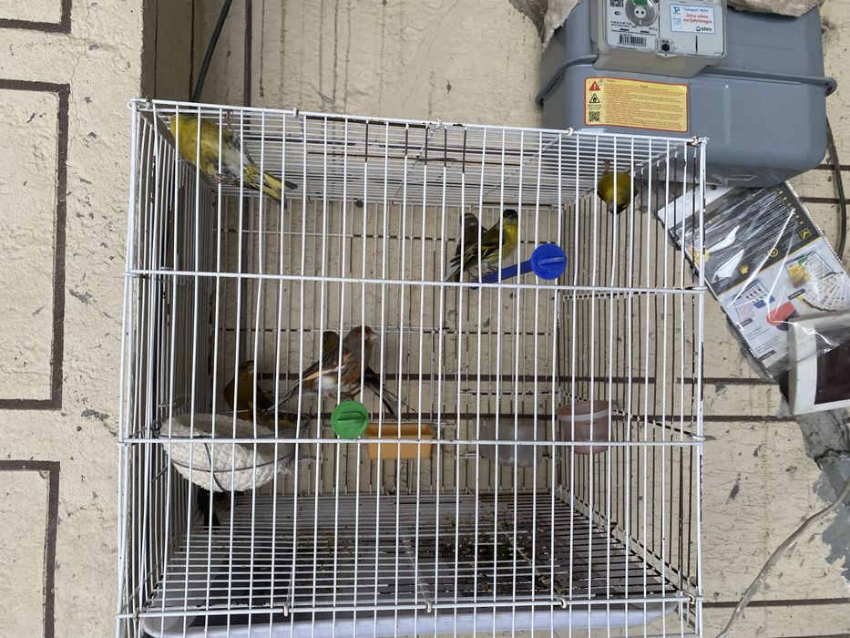 Канарейка чиж репел зеленушка