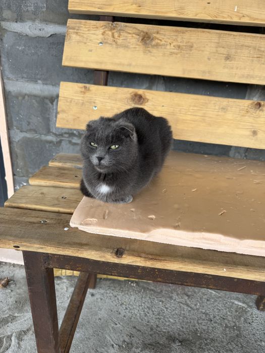 Шотландская вислоухая кошка