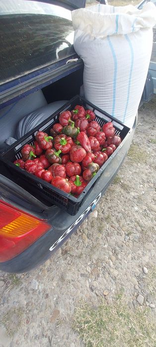 Ardei gogosari gradina