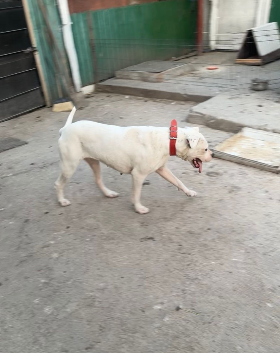 Dog argentino-femela