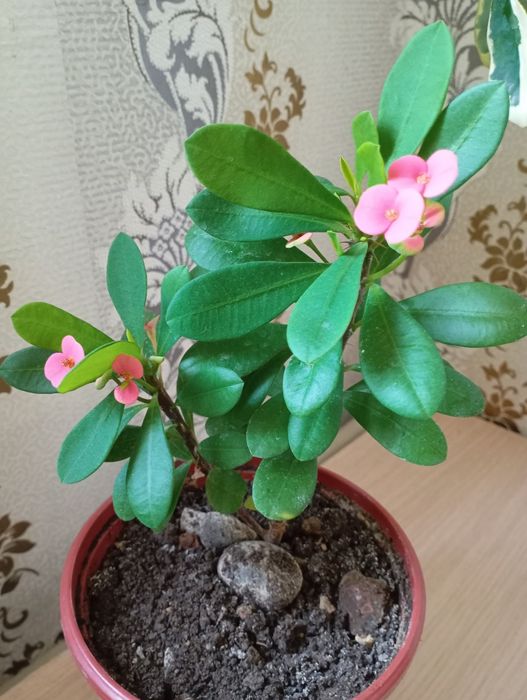 Комнатные цветы не дорого