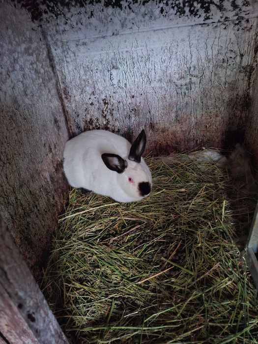 Продавам зайци з