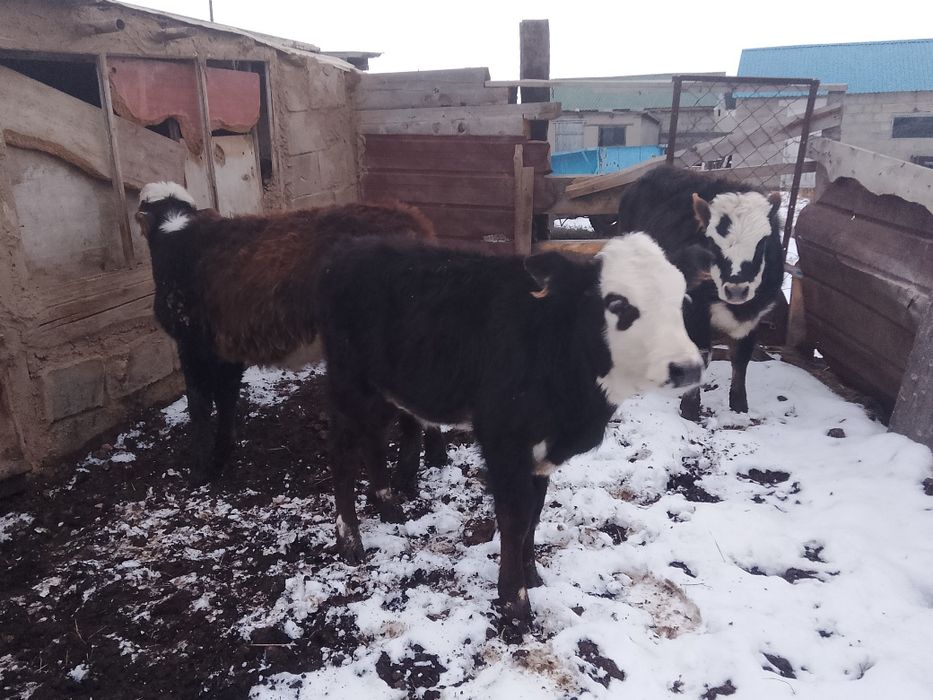 3 ұрғашы бұзау сатылады