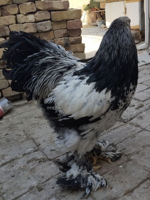 Тёмни пух хурозла сотилади.