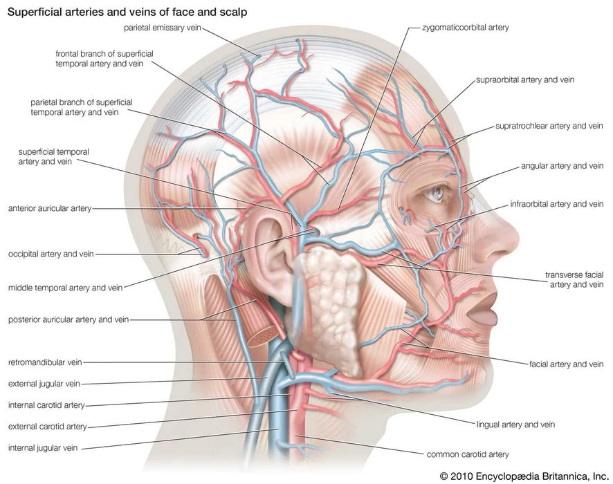 Meditații Biologie (Anatomie Umană & Genetică) clasele XI-XII Bac