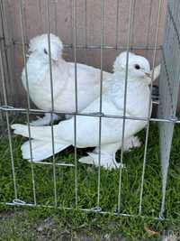 Porumbei uriasi maghiar pereche alb