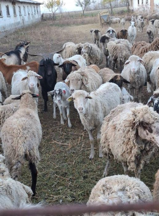 Oi, capre, cirlani, iezi de vanzare