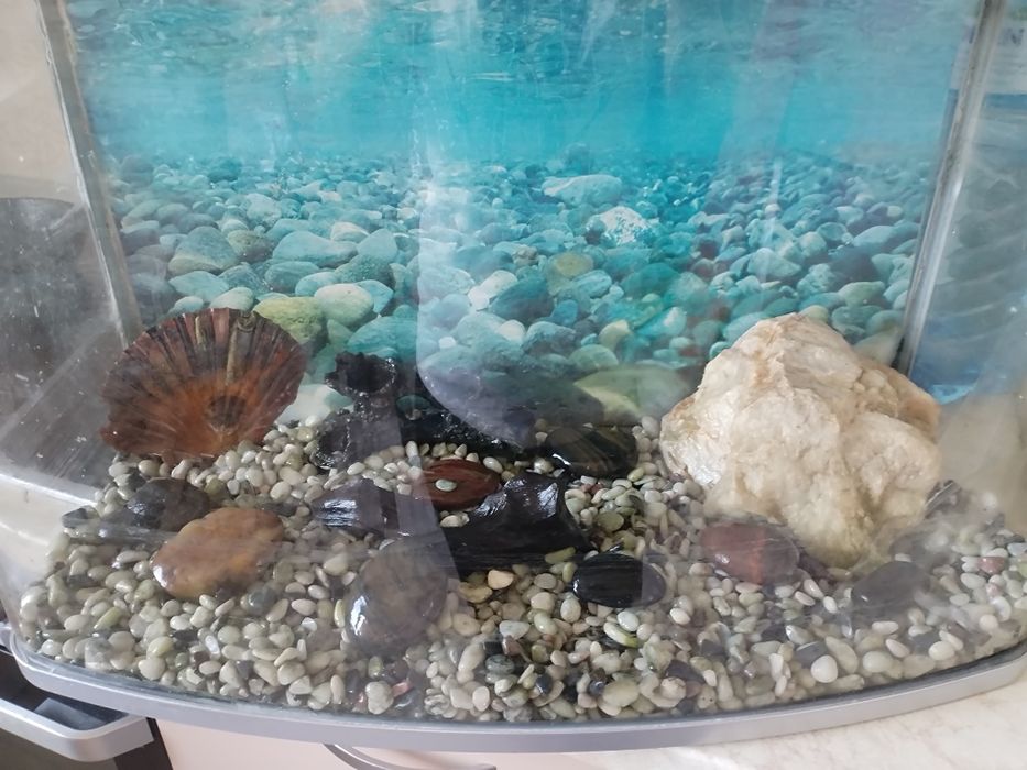 Аквариум с костенурката