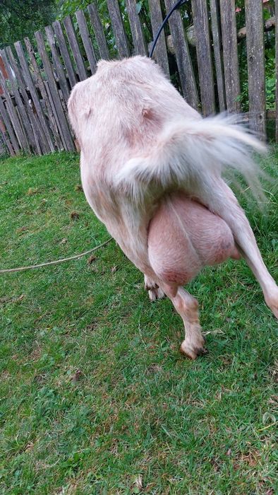 Capra de vanzare, buna de lapte 3 litri pe zi