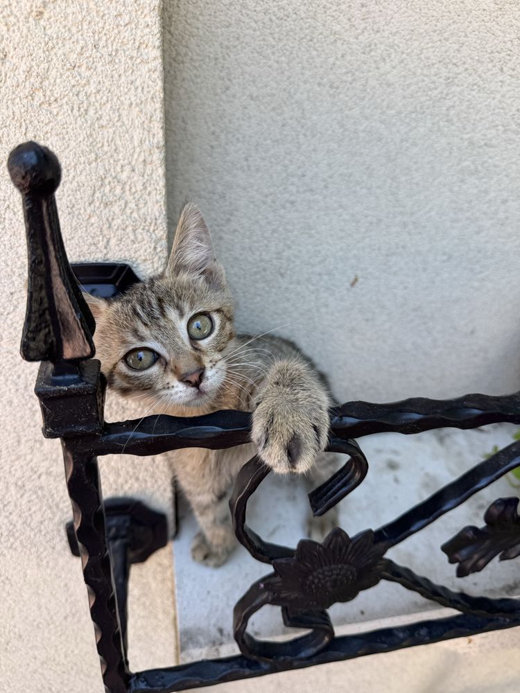 Малко мъжко коте търси дом