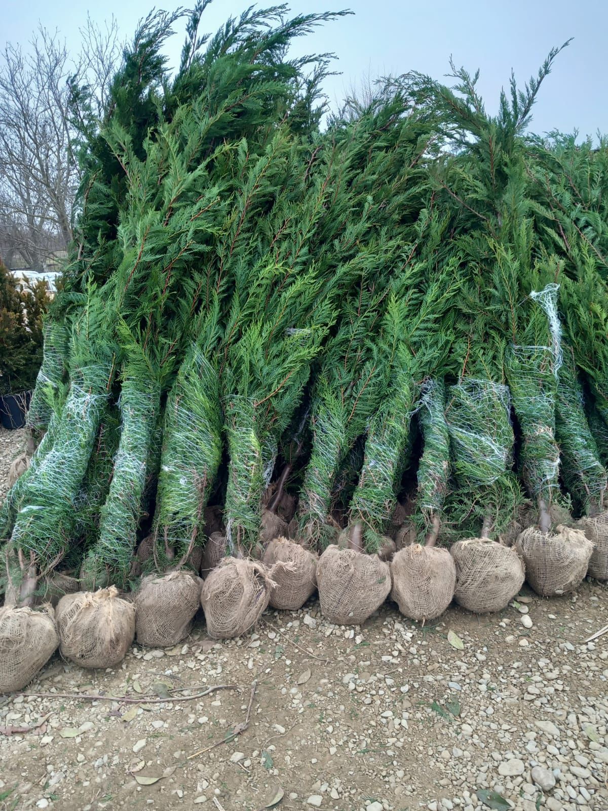 Vând plante ornamentale și piatra naturala la cele mai bune preturi