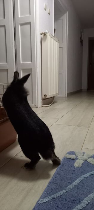 Подарява се зайче с клетка