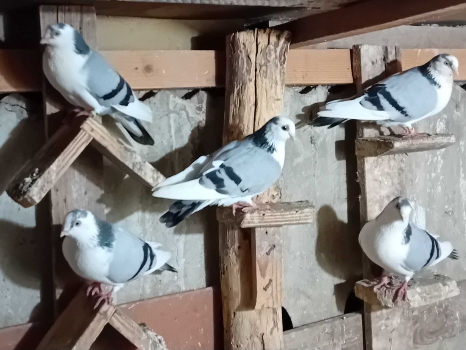 Porumbei jucator de Galati