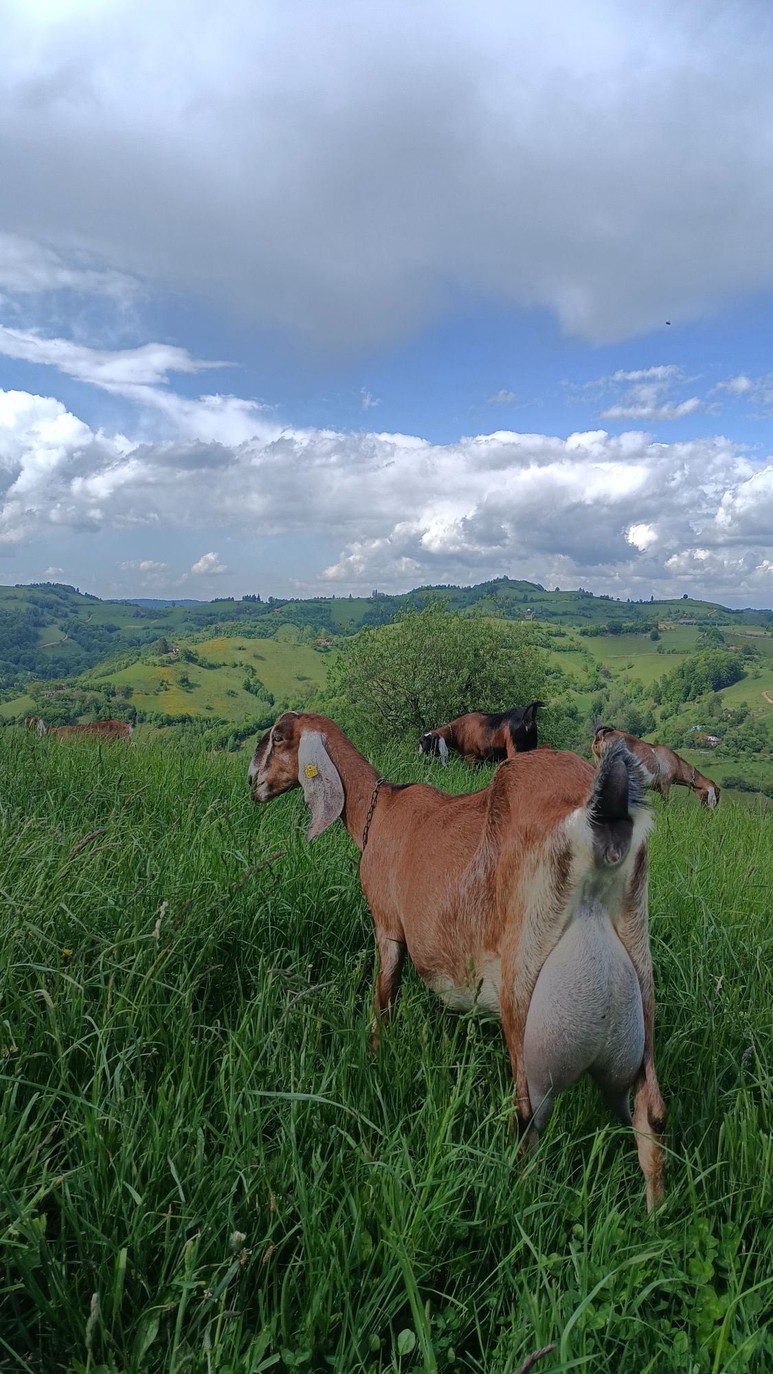 Lapte de capră calitate superioară