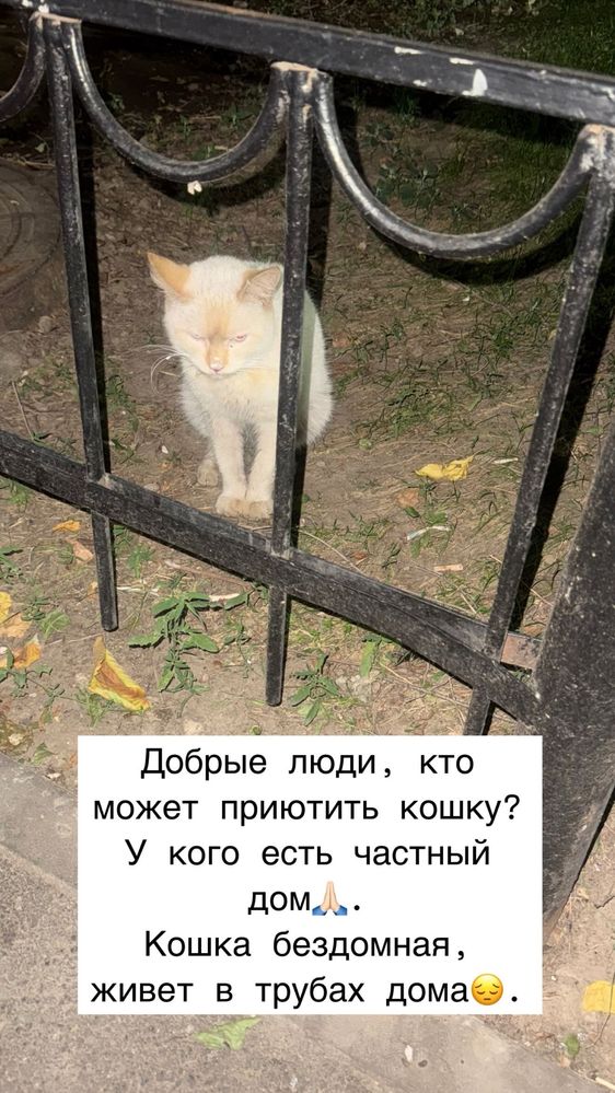 В добрые руки бездомную кошку