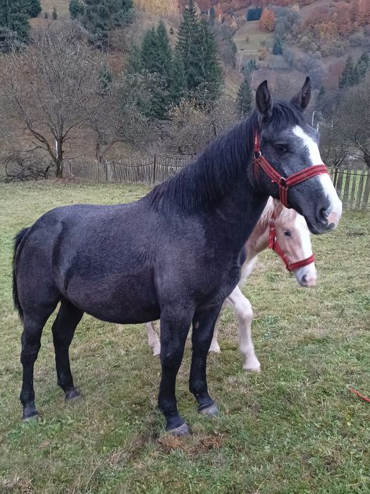 Doua mânze disponibile