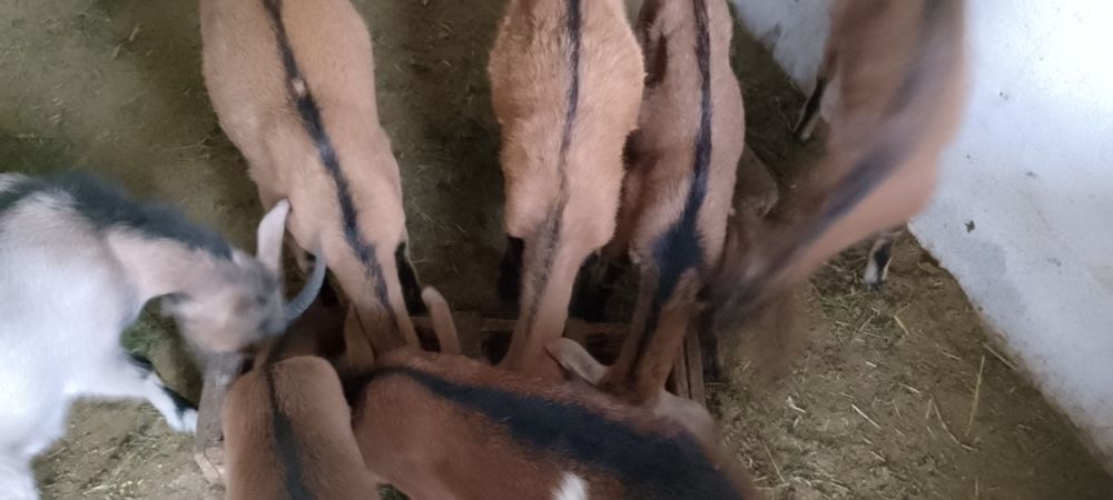 Vând iedute, fătate din primăvară, frumoase