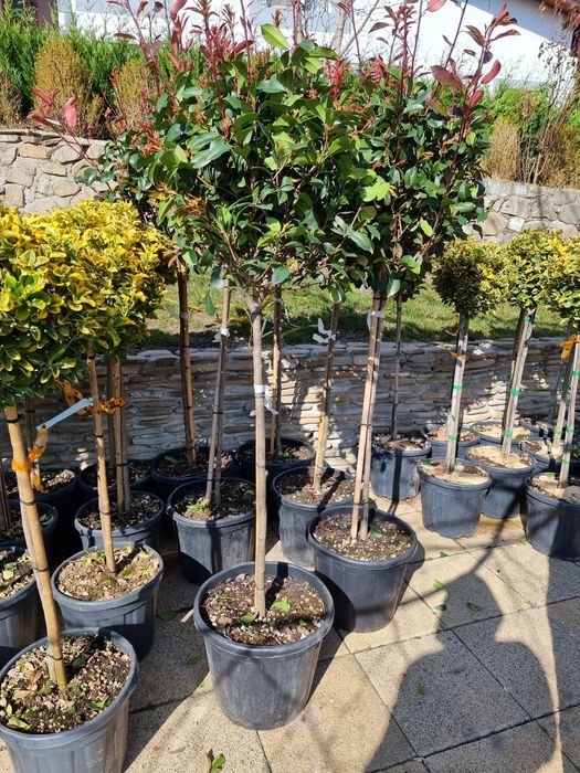 photinia red robin ( tija si spalier)